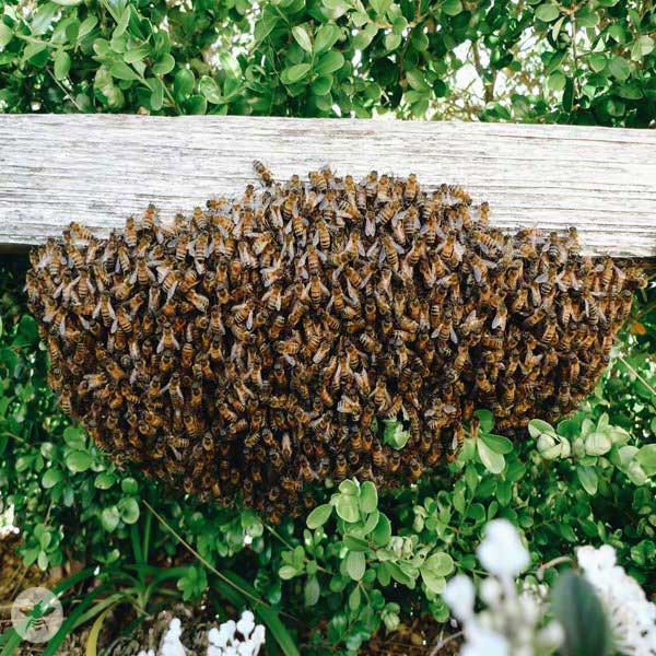 Big Moon Beeswax recommends hiring a beekeeper to relocate a bee swarm.