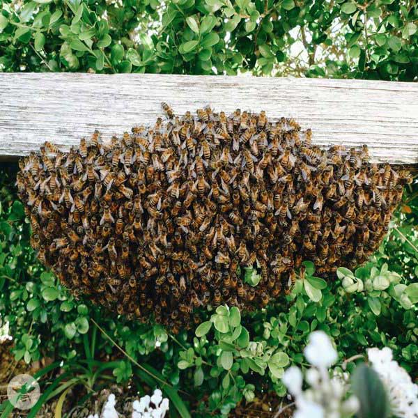 Big Moon Beeswax recommends hiring a beekeeper to relocate a bee swarm.
